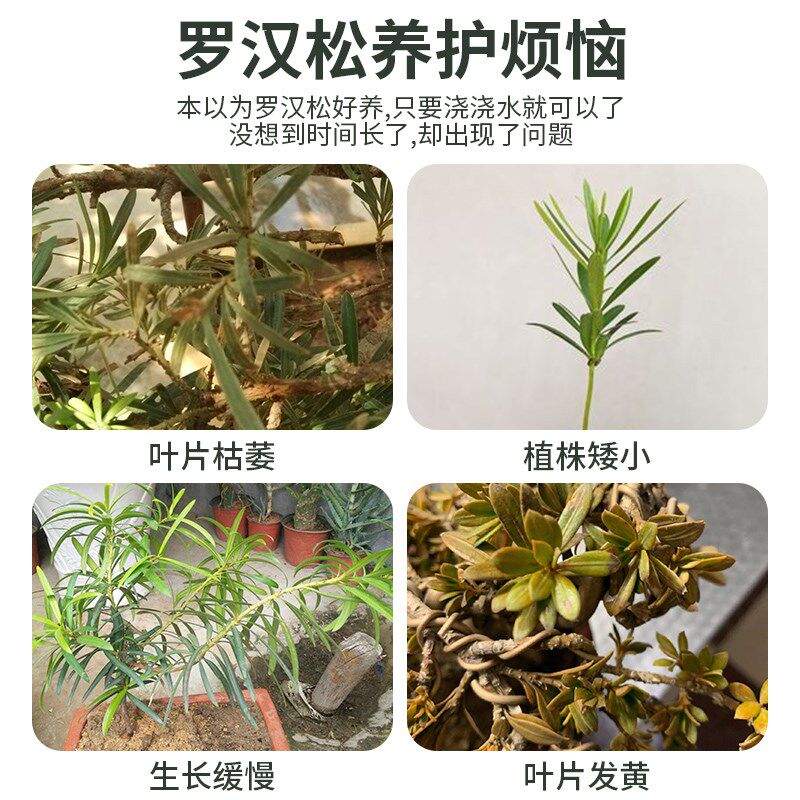 罗汉松专用肥缓释肥泰山松雀舌四季大阪松松树营养液盆景通用肥料