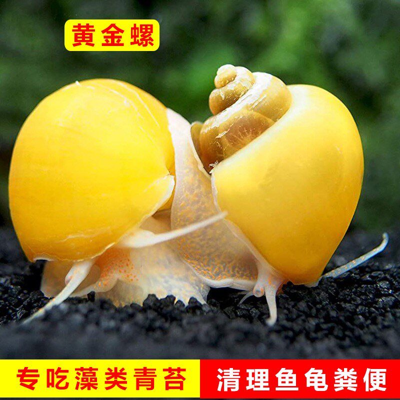 专吃乌龟粪便巴西龟黄缘深水草墨蛋杰尼小青缸晒台爬台黄耳窄桥蛋
