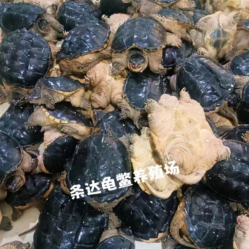 鳄鱼龟鳄龟活物大鳄龟食用鳄龟人工养殖可以吃的鳄龟特大北美鳄龟