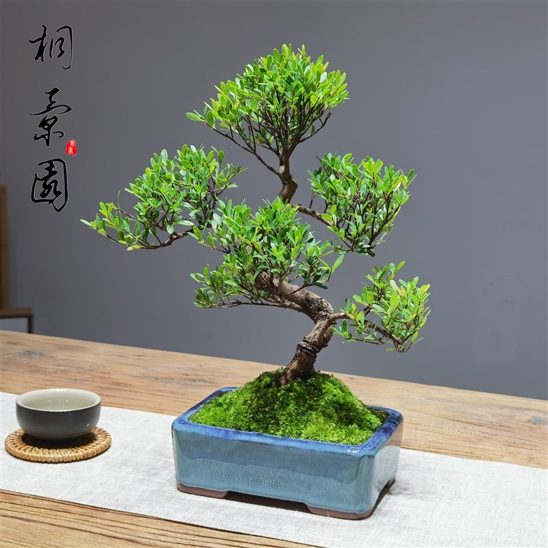 造型老桩小叶赤楠盆景金丝楠木室内办公桌茶几案台绿植苔藓小盆栽