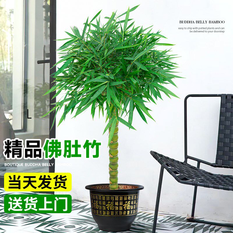 竹子盆栽佛肚竹老桩罗汉竹盆景绿植树苗室内外办公室庭院观赏植物