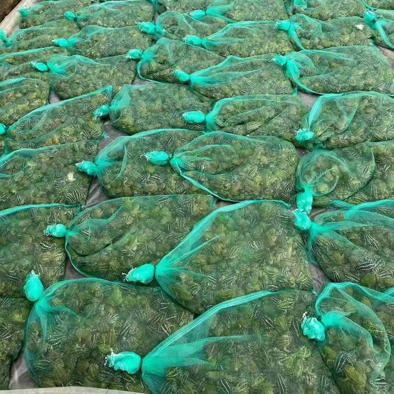 网兜包装袋青蛙网袋牛蛙养殖网袋子水产活禽塑料尼龙纱网加厚