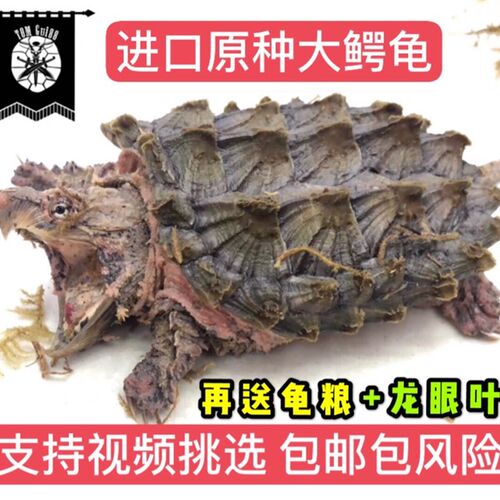 黑旗龟族 大鳄龟原色大鳄龟苗钓鱼龟真鳄龟宠物观赏龟小鳄龟