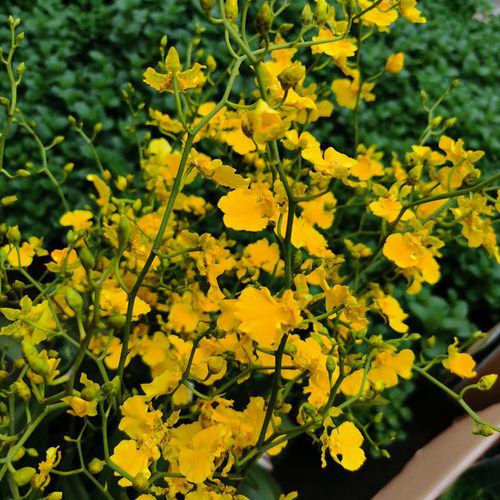 文心兰跳舞兰带花苞客厅室内兰花盆栽桌面花卉洋兰年宵观花植物花