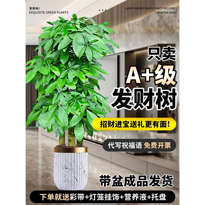发财树客厅大型植物盆栽绿植步步高招财树办公室开业乔迁之喜大气