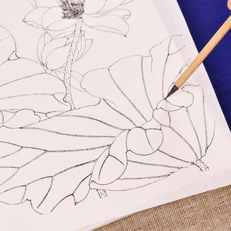 工笔画白描底稿手绘荷花画谱线描临摹练习熟宣纸莲花水彩国画上色