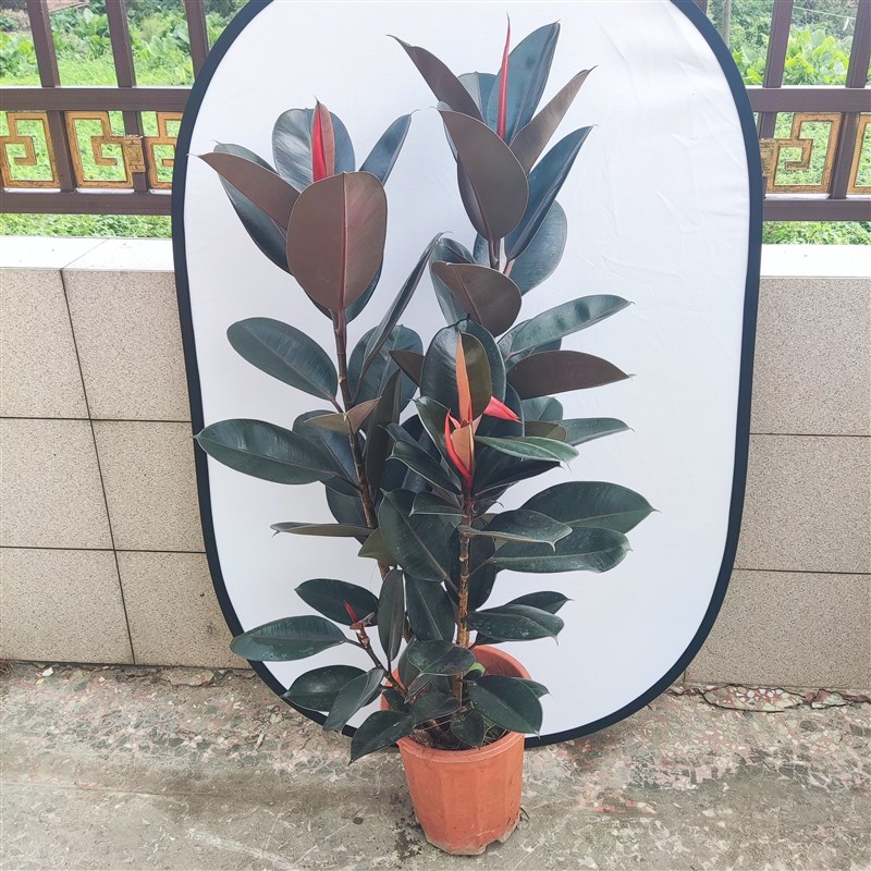 黑金刚橡皮树盆栽花盆苗客厅室内绿叶大叶大型绿植植物净化空气