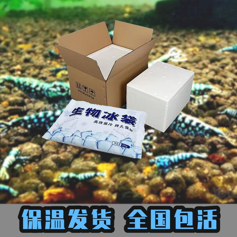 黑银河鱼骨水晶虾鲜活到家淡水鱼缸观赏虾粮草缸工具细喷星钻包邮