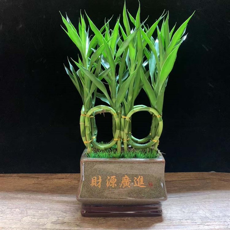 招财竹盆栽室内办公客厅高档造型富贵竹盆景前台桌面植物转运绿植图片