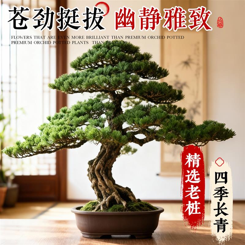 正宗迎客松真树罗汉松盆景庭院造型树小型老桩客厅绿植室内好养活