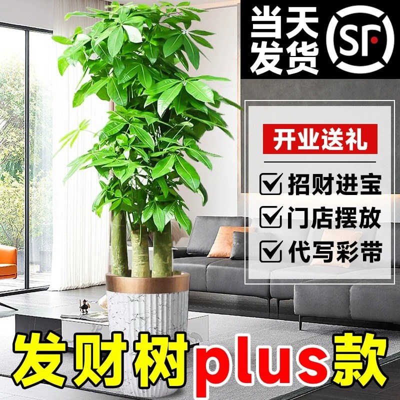 步步高发财树大棵盆栽室内绿植办公室开业送礼三杆招财树大型盆景