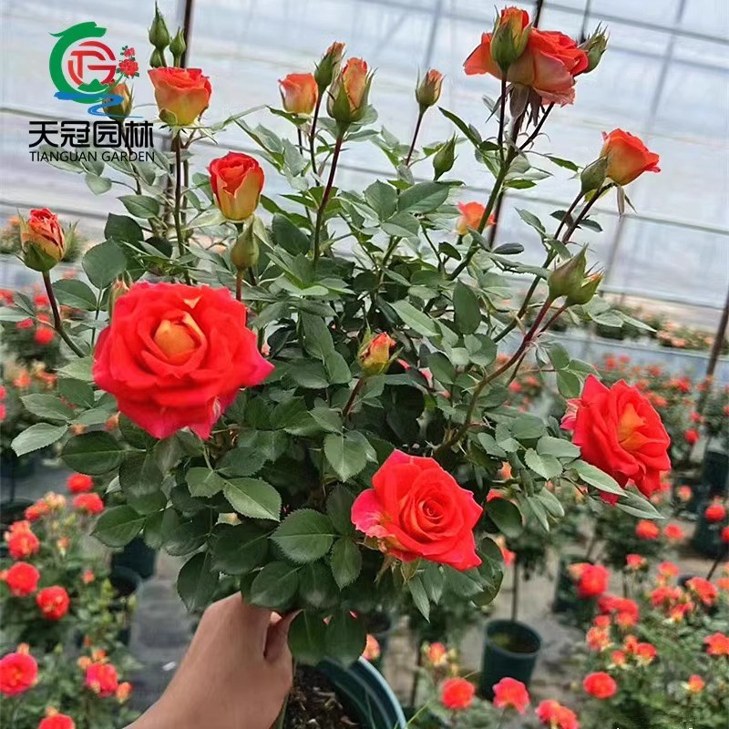 嫁接树桩月季棒棒糖树状月季树大花朵月季花苗特大花四季庭院老桩