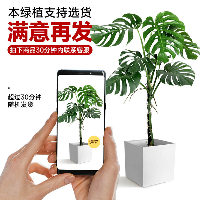 龟背芋客厅大盆栽绿植室内大型老桩植物大叶盆景落地真花四季常青