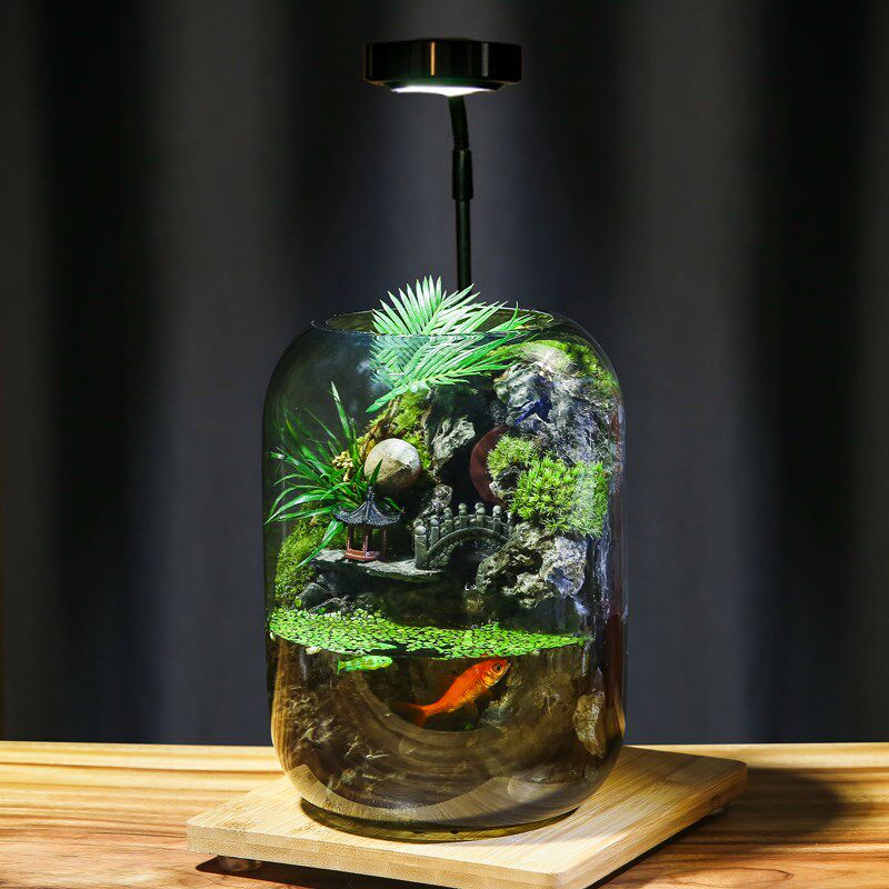 【时来运转】流水款养鱼缸真植物苔藓微景观生态瓶成品室内送礼
