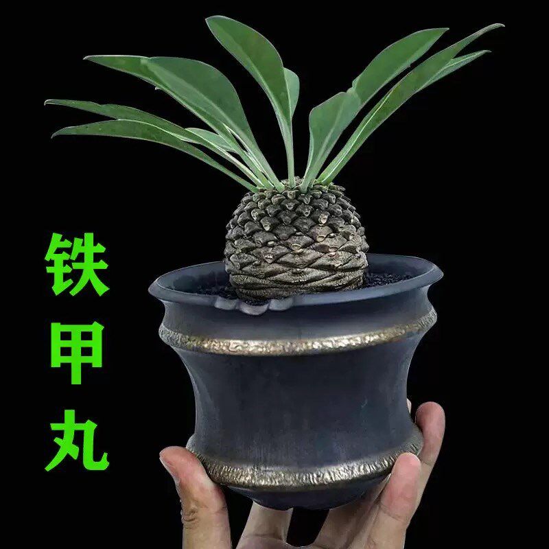铁甲丸稀有块根大戟科多肉植物好养小众趣味沙漠耐旱开花绿植盆栽