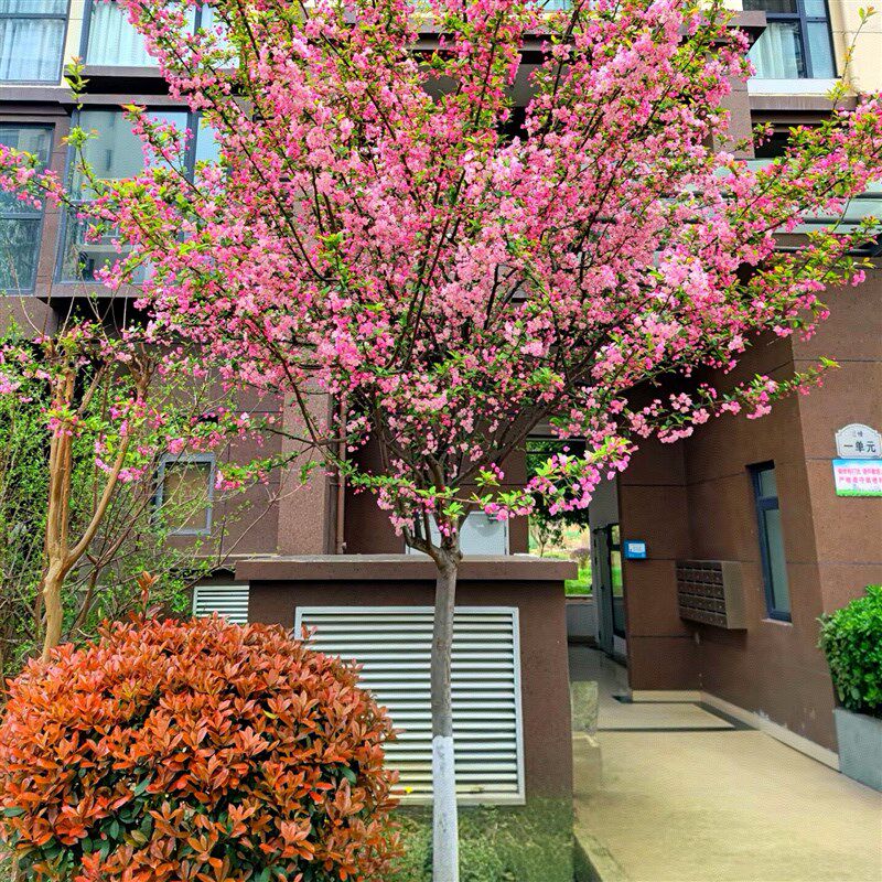 海棠树苗花苗西府垂丝北美海棠地盆栽花卉风景树庭院植物大型别墅