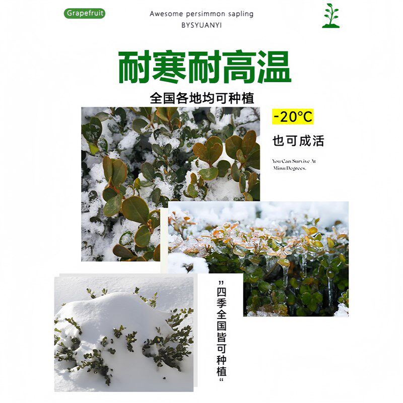 黄杨造型树桩大瓜子黄杨老桩盆景庭院别墅造型绿化植物小叶黄杨树