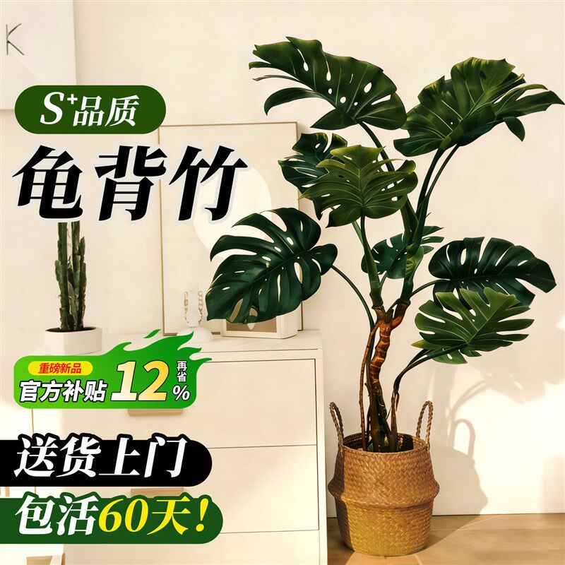龟背竹客厅大盆栽老桩大叶室内大型落地绿植物高级感盆景懒人好养