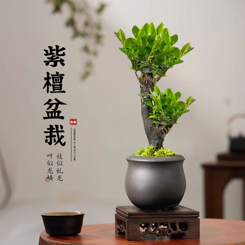 小叶紫檀盆景绿植树苗盆栽办公室内客厅桌面老桩植物四季好养花卉