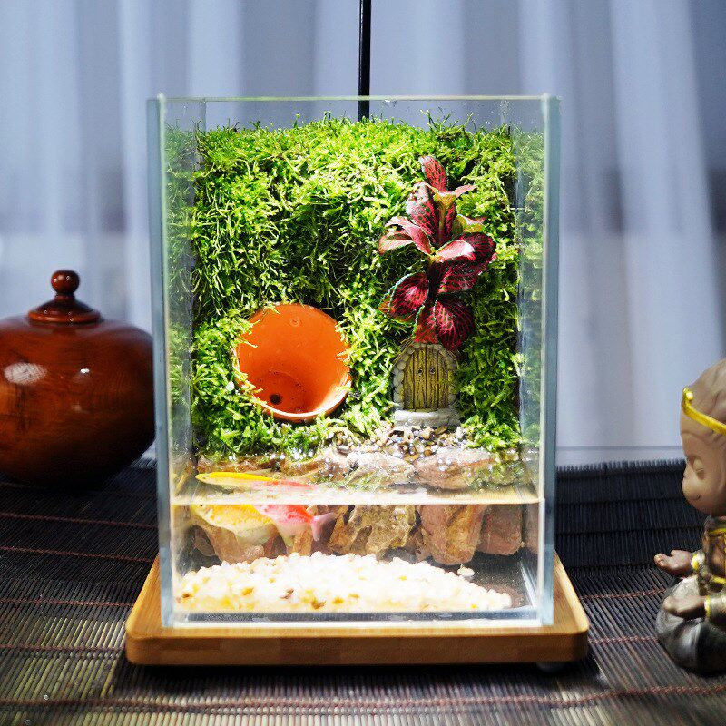 桌面养鱼小生态鱼缸苔藓微景观生态缸森林全套雨林造景植物玻璃瓶