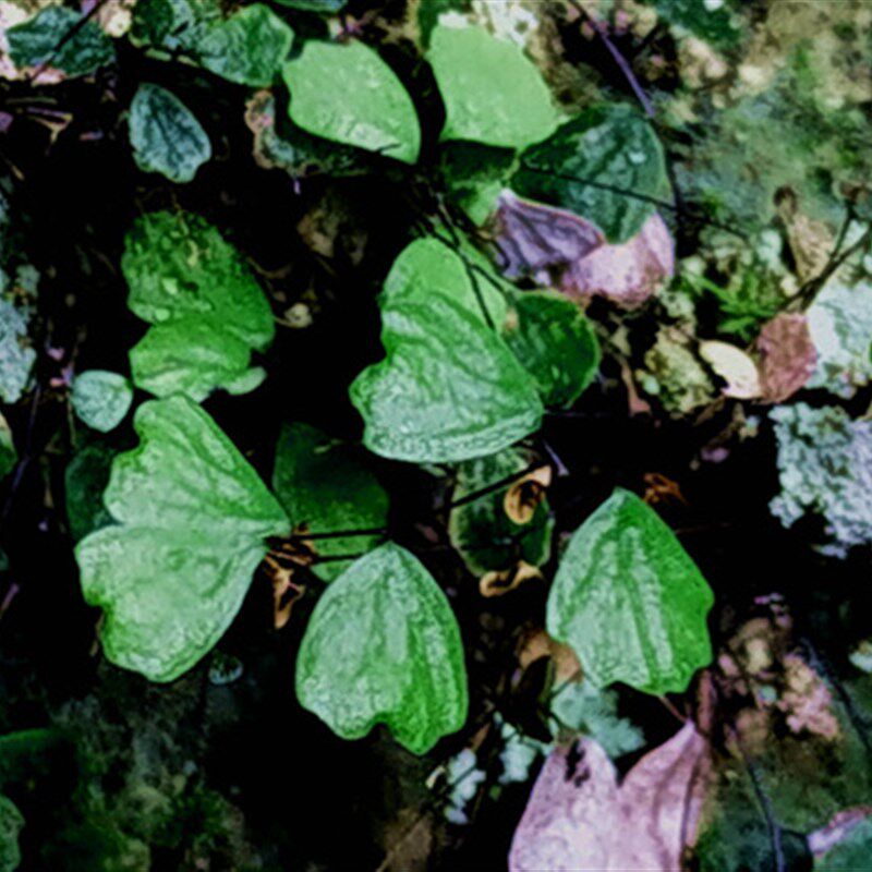 小铁线蕨(原变种齿叶)迷你微型植物盆栽 微景观生态缸热带雨林