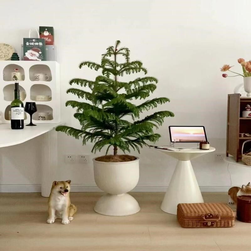 南洋杉盆栽圣诞树盆景真树室内客厅绿植澳洲杉树苗大型植物南洋松