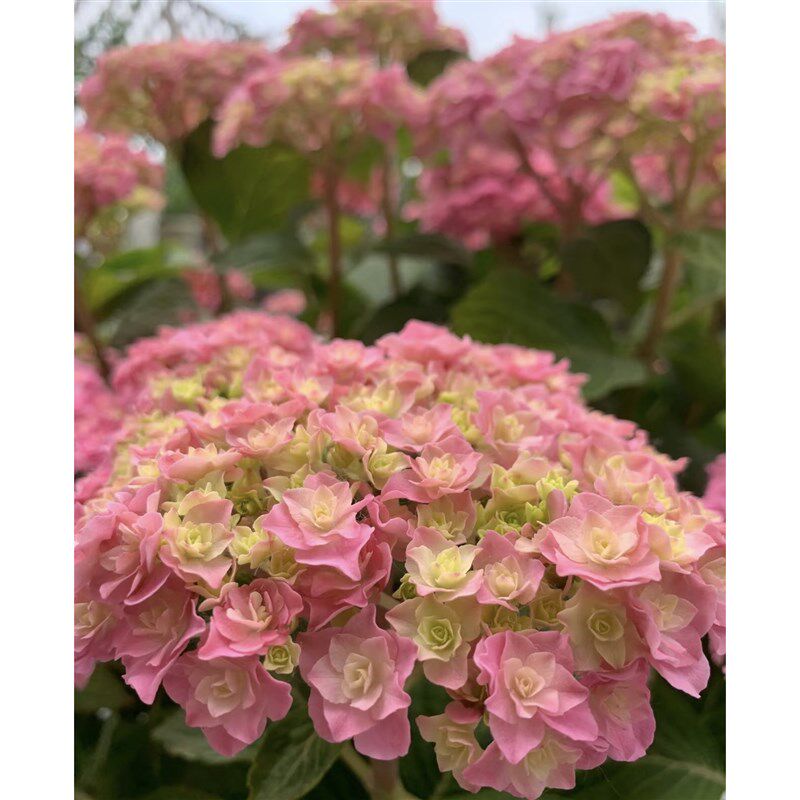 太阳神殿大花绣球花老桩盆栽带花苞四季开花阳台庭院花园植物