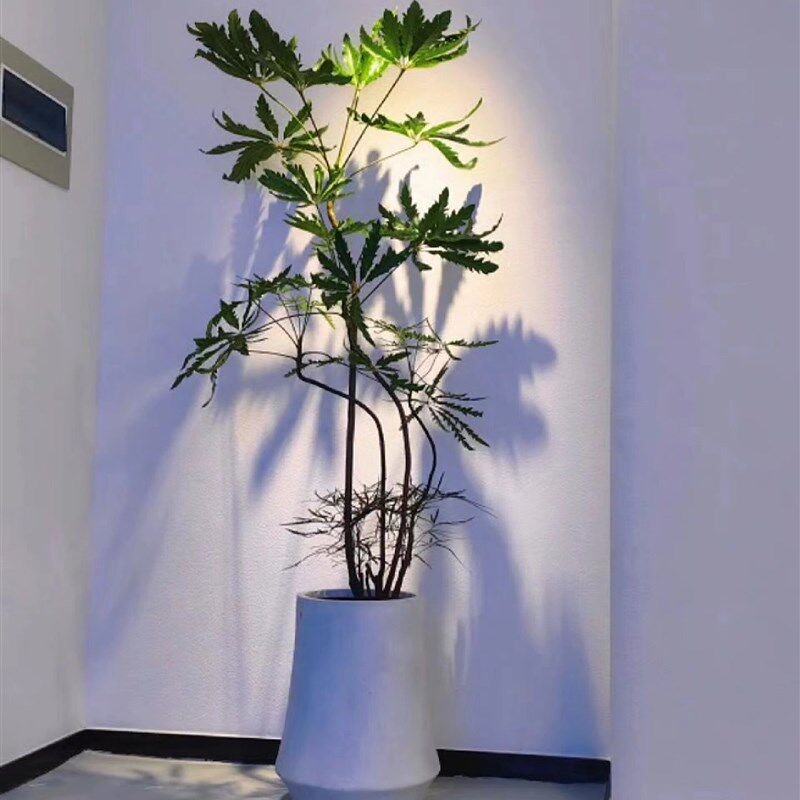 造型孔雀木盆栽大型绿植室内客厅植物好养吸甲醛绿植办公室盆景