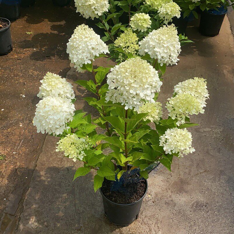 绣球花苗无尽夏四季开花花手鞠盆栽带花庭院花卉室内植物花带花苞