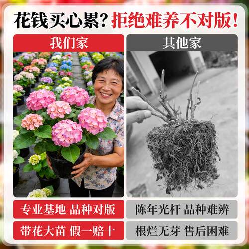 绣球花盆栽带花苞无尽夏花苗花卉四季鲜花阳台庭院室内绿植物开花