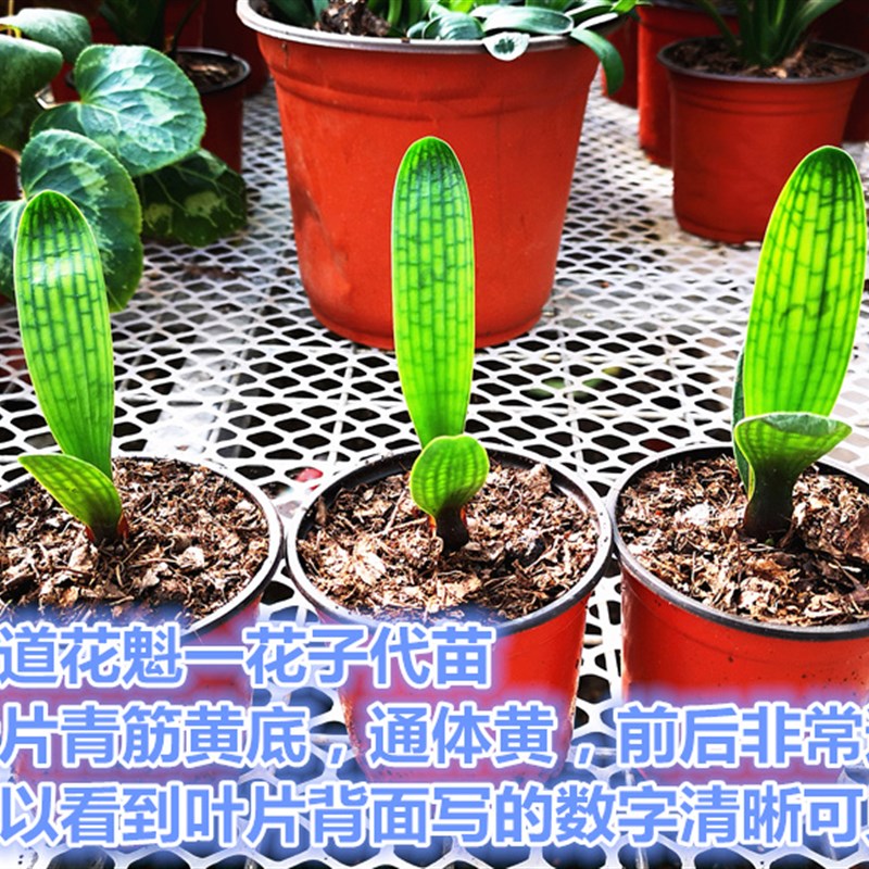 长春新款精品君子兰一花黄体腊膜花脸麻短宽叶珍珠圆虎头盆栽小苗