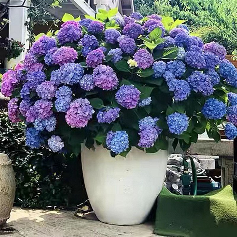 无尽夏绣球花苗盆栽阳台庭院别墅大花四季八仙花高档花卉耐寒植物