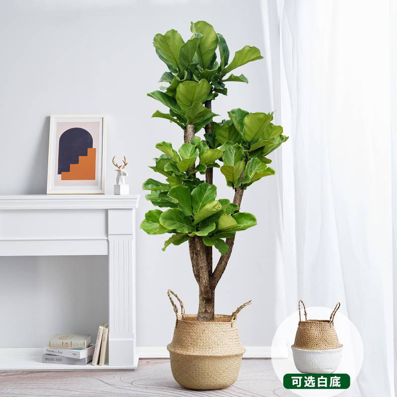 琴叶榕老桩客厅大型造型绿植大叶落地盆栽植物花卉吸甲醛四季常青