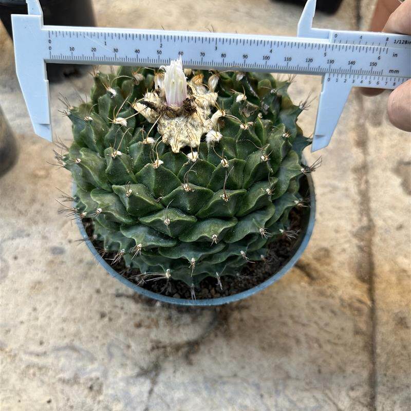 多肉植物仙人球办公室小盆盆栽巨无霸帝冠