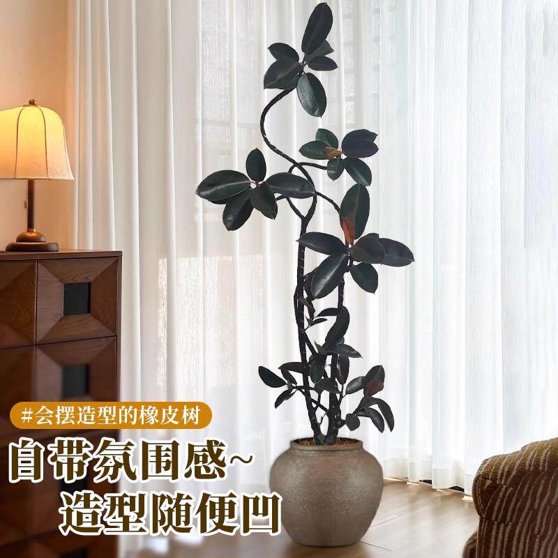 黑金刚橡皮树客厅大盆栽造型室内大型绿植好养四季办公室大叶植物