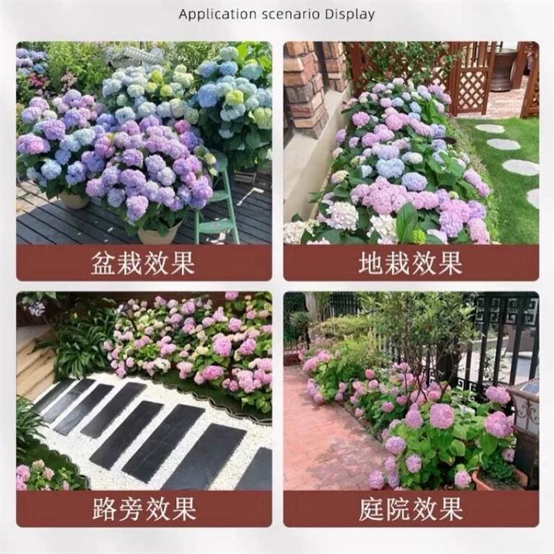 绣球花苗带花发货无尽夏四季绣球花盆栽庭院好养的花卉植物室内花