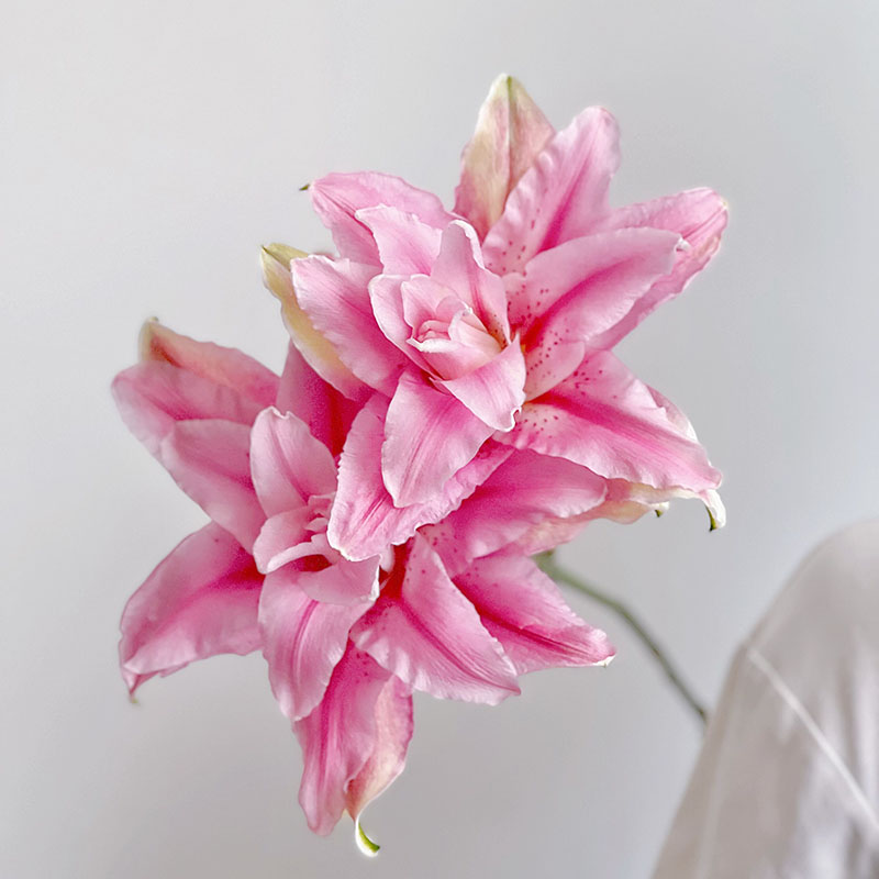 大花瓣粉色女王重瓣百合花鲜花家居办公插花水养云南直发节日送花