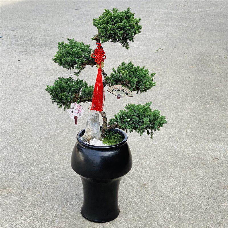 五层塔松盆栽送老人祝寿绿植盆景真室内乔迁新居植物退休开业礼物