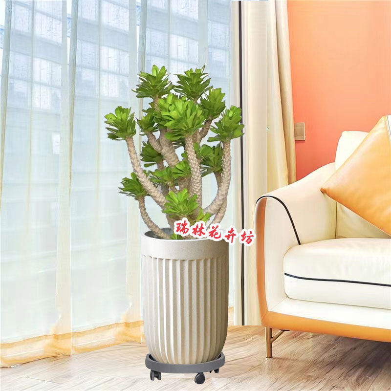 麒麟扇贝多肉植物仙人掌沙漠绿植客厅阳台庭院盆栽耐旱好养活花卉