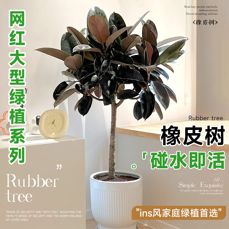 黑金刚橡皮树客厅大盆栽真树办公室内大型绿植落地植物阳台好养活