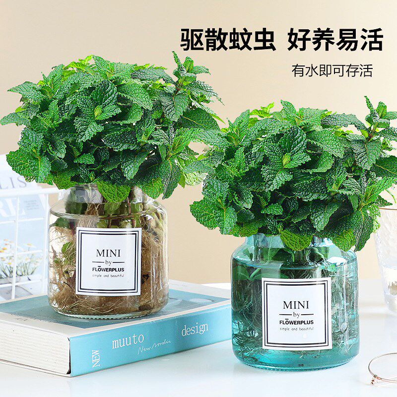 驱蚊水培植物薄荷盆栽可食用好养柠檬猫薄荷叶花卉室内绿植迷迭香