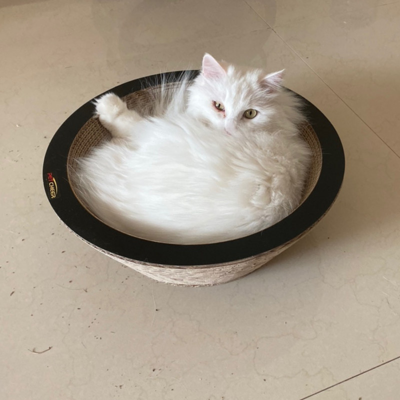 猫抓板瓦楞纸碗型窝猫咪玩具耐磨爪器用品猫抓盆猫爪板立式猫爪碗