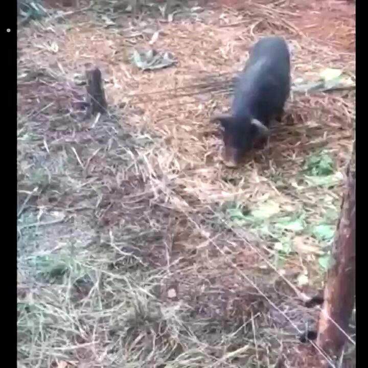 电子围栏防野猪养牛养羊畜牧专用防狼养殖智能高压脉冲电网系统