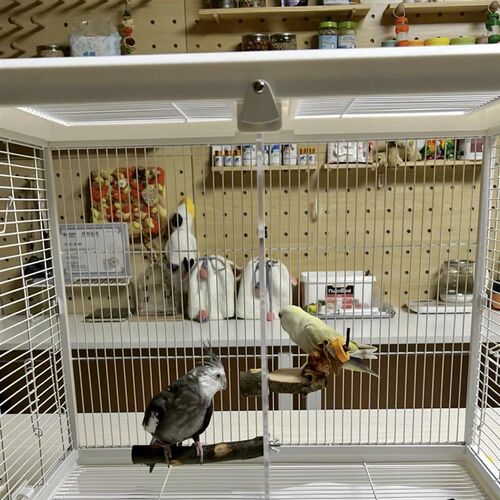达洋B6001分隔板鸟笼隔板鸟笼中间隔板达洋鸟笼挡板亚克力透明板