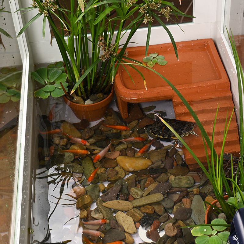 乌龟缸水生植物造景水龟饲养生态环境专用水培石菖蒲水竹养龟水草图片