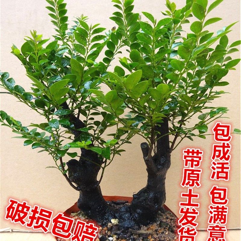 名贵小叶紫檀盆景树桩 办公桌绿植室内盆栽花卉四季青檀香木包邮