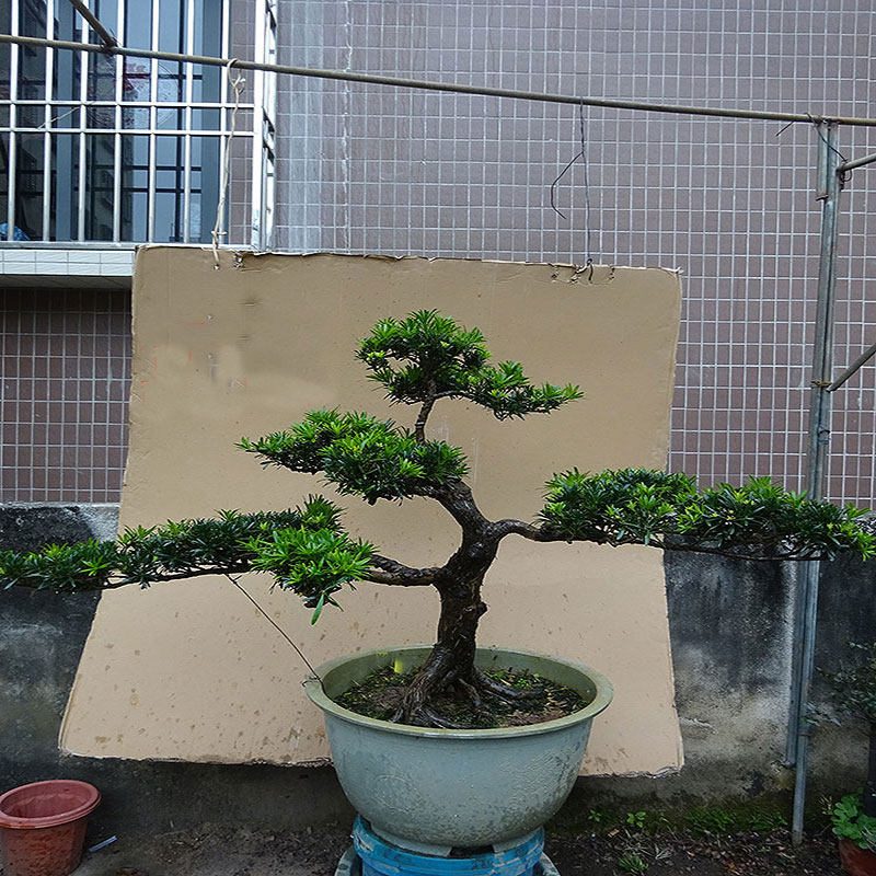 雀舌金钻罗汉松盆景树桩庭院室内客厅阳台桌面绿植悬崖造型大树