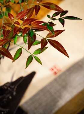 红芽南天竹造型桌面室内盆景高档绿植办公室茶桌客厅植物中式品质