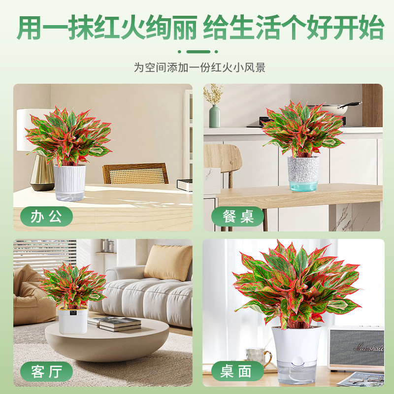 大万年红盆栽花卉植物室内美观客厅办公室桌面绿植年宵花四季好养