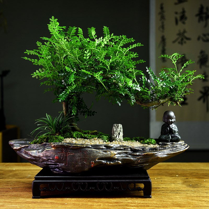禅意/意境 飘枝清香胡椒木盆栽造型中式古风植物室内观赏盆景绿植